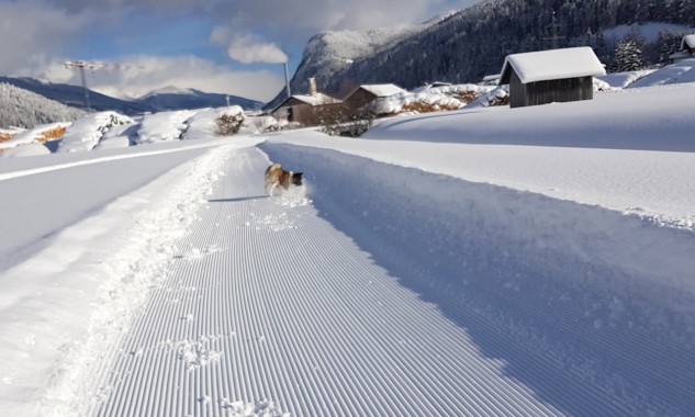 Spaziergänge auf top präparierten Wegen mit dem Hund